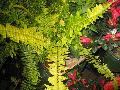 Boston Fern 